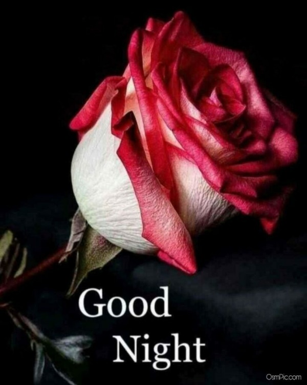 Beautiful Good Night With Rose