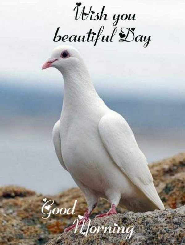 Wish You Beautiful Day