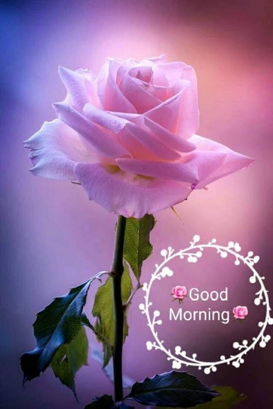 Good Morning With Pink Rose