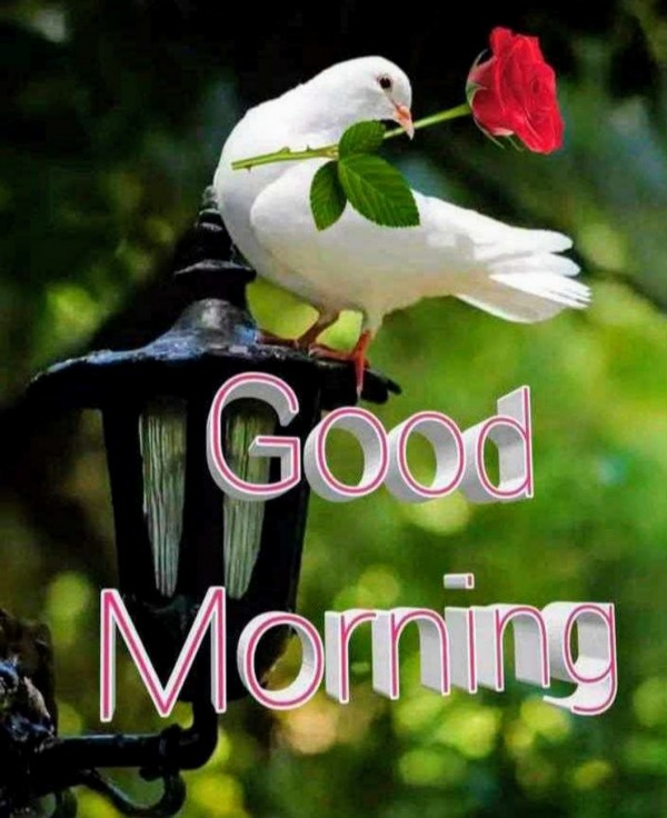 Wish You A Good Morning