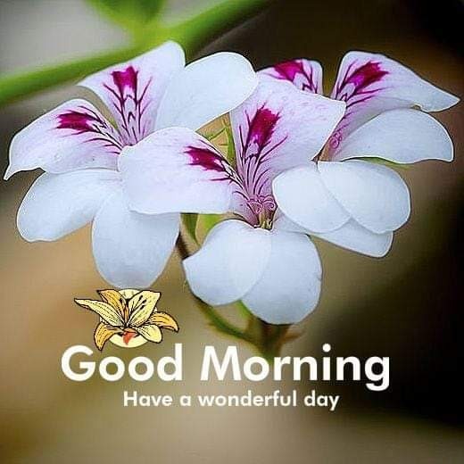 Good Morning Have A Wonderful Day