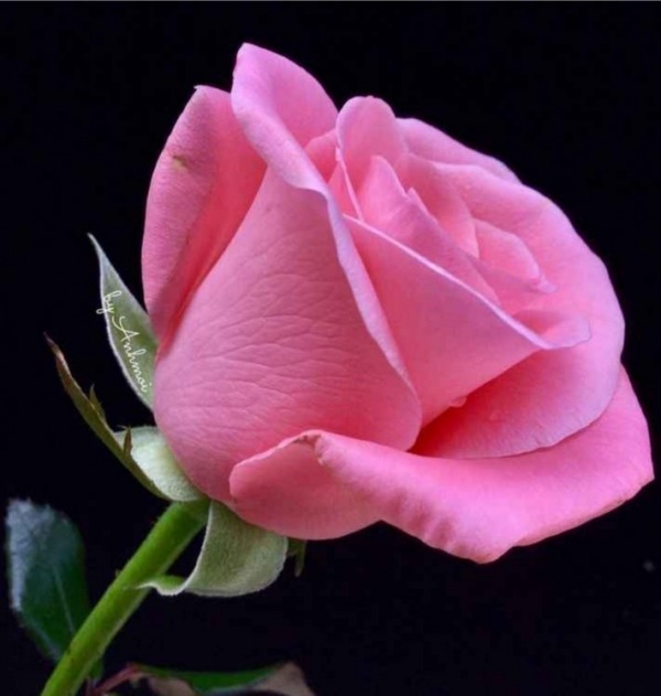 Beautiful Image Of Rose