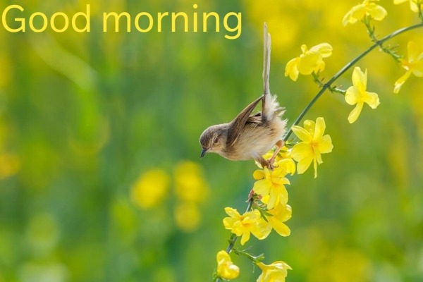 Picture Of Good Morning