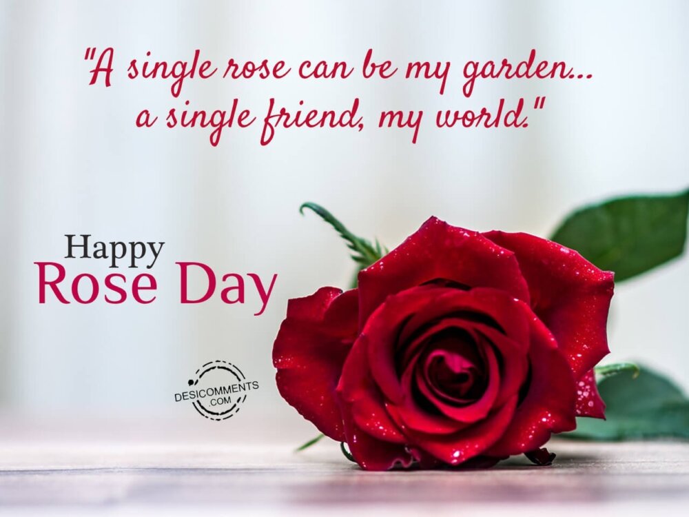 A single rose can be my garden, Happy rose day - DesiComments.com