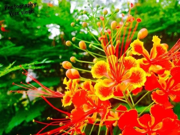 Image Of Beautiful Flower