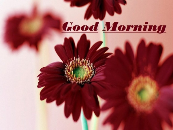 Awesome Picture Of  Good Morning Wish