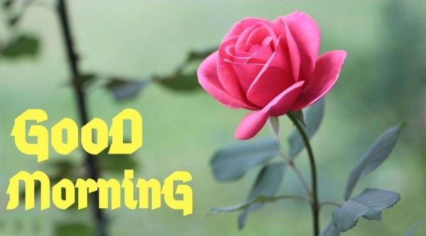 Beautiful good morning image flower