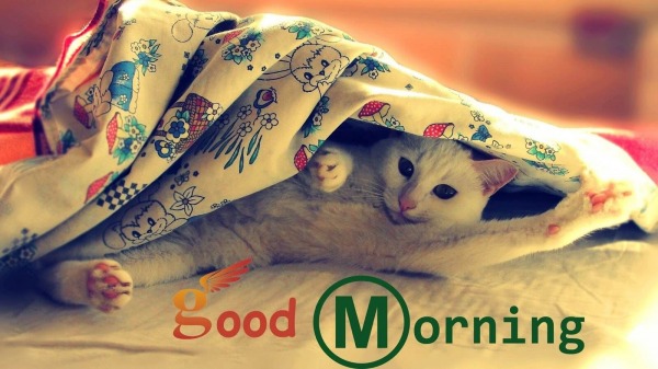 Good Morning With Cat