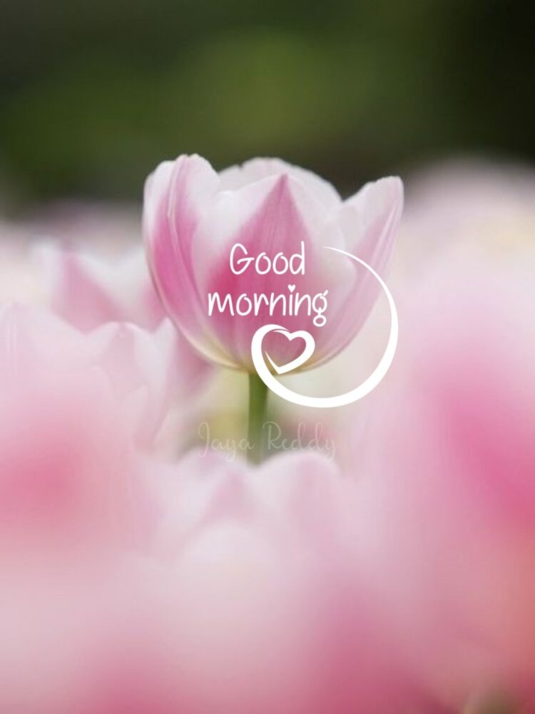 Good Morning Picture With Flowers - DesiComments.com