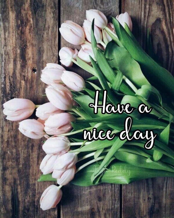 Have A Nice Day