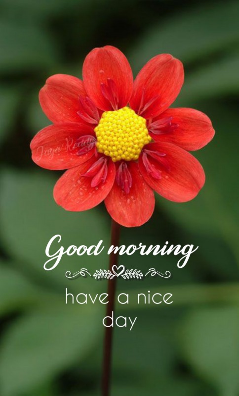 Have A Nice Day