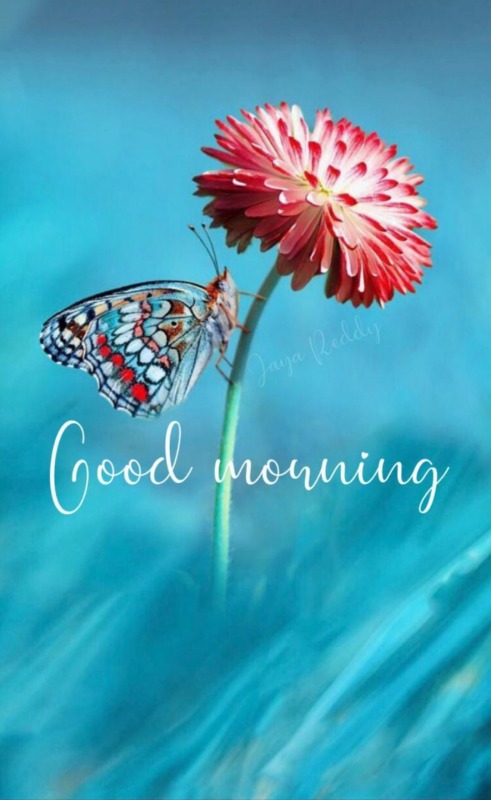 Good Morning