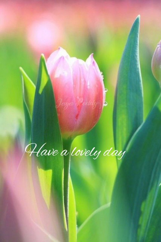 Have A Lovely Day