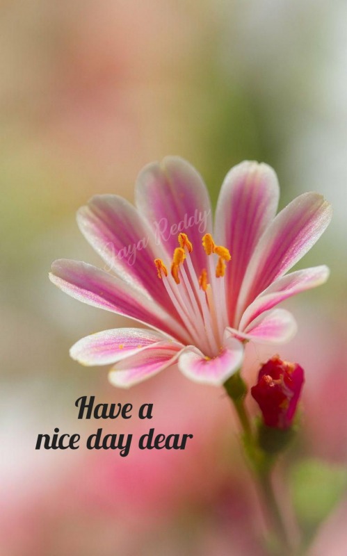 Have A Nice Day Dear