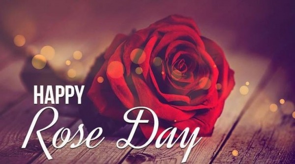 Rose Day Picture