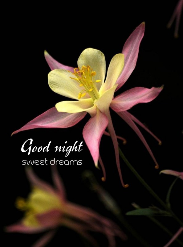 Good Night Sweet Dreams