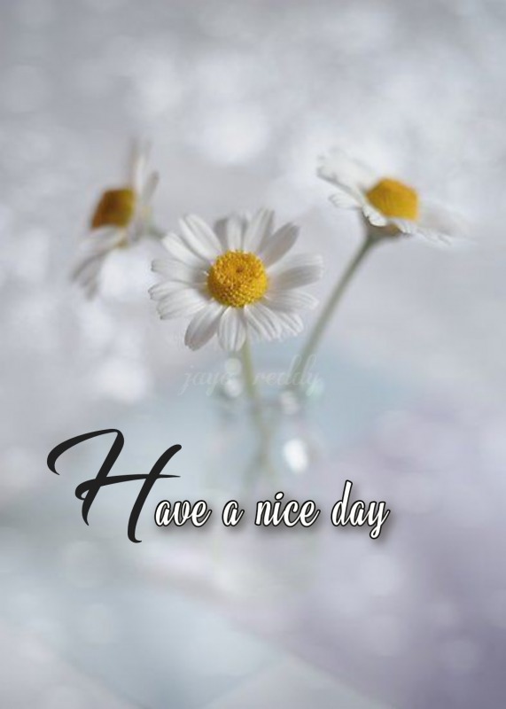 Have A Nice Day