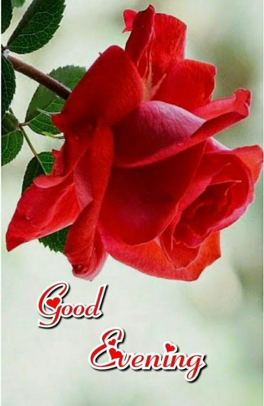 Good Evening With Red Rose