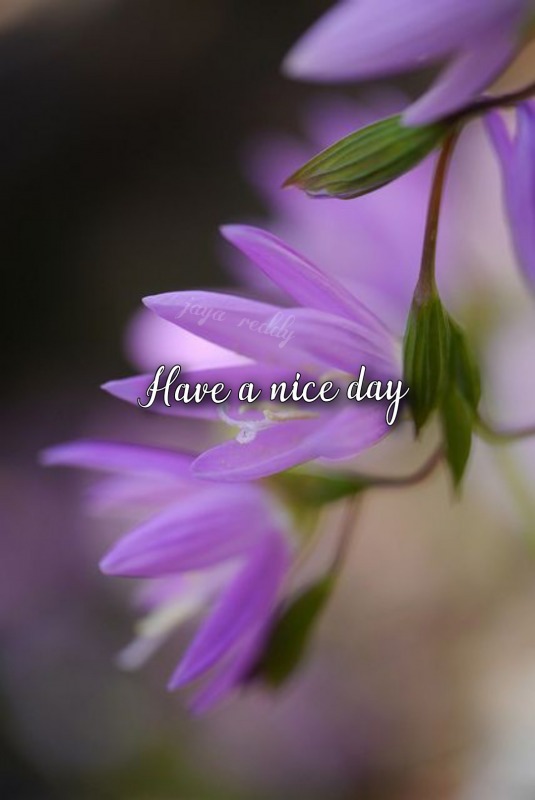 Have A Nice Day