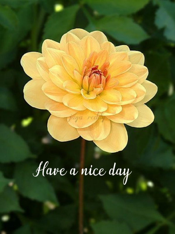 Have A Nice Day