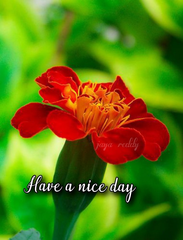 Have A Nice Day