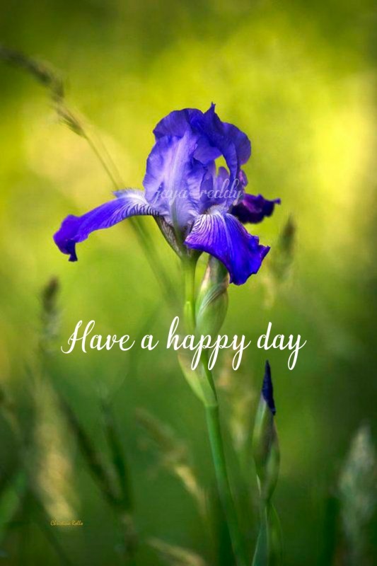 Have A Happy Day