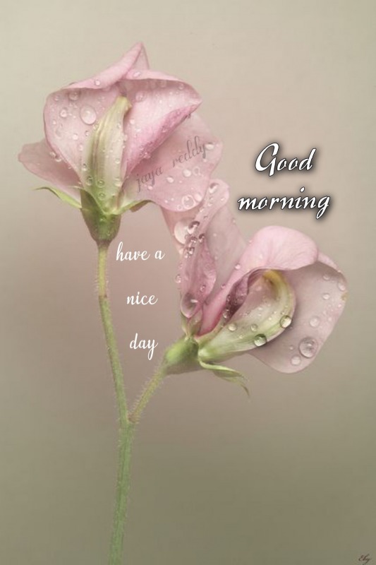 Have A Nice Day