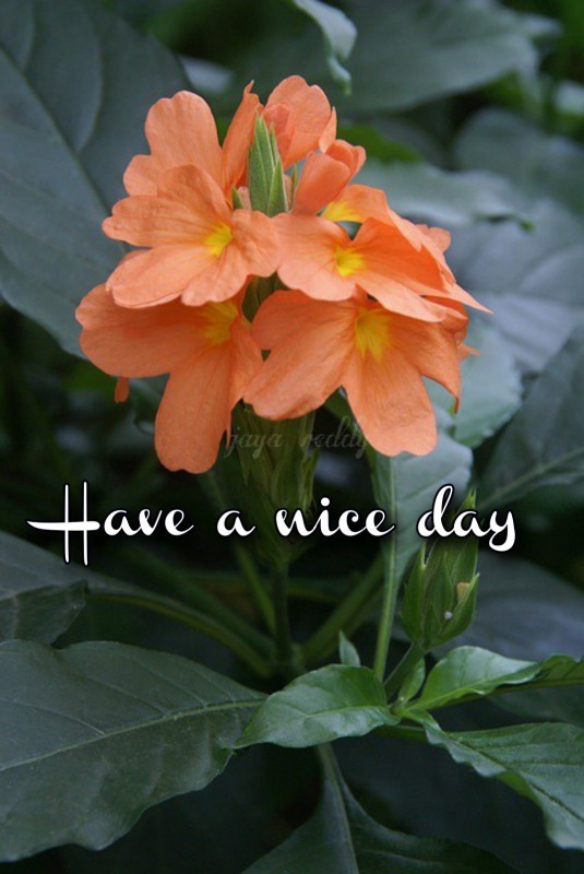 Have A Nice Day