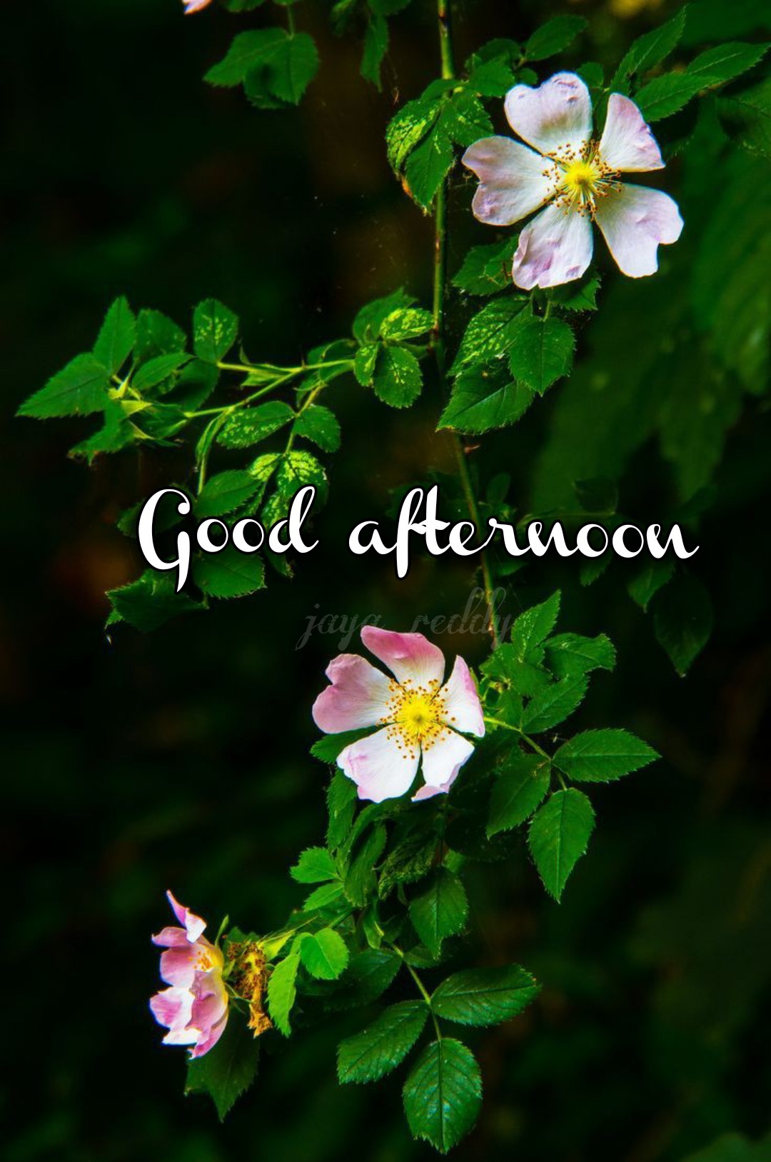 Good Afternoon - DesiComments.com