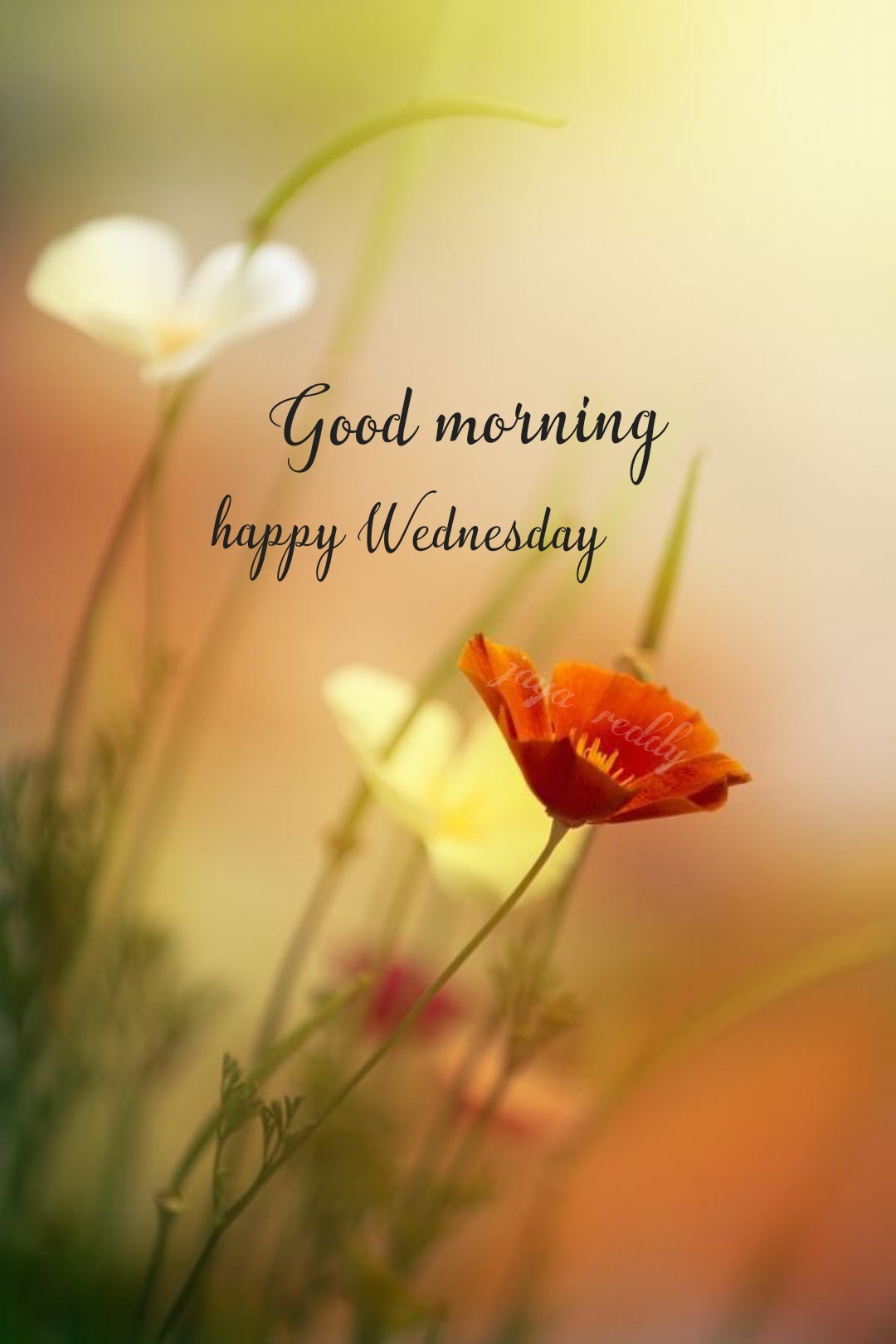 Happy Wednesday - DesiComments.com