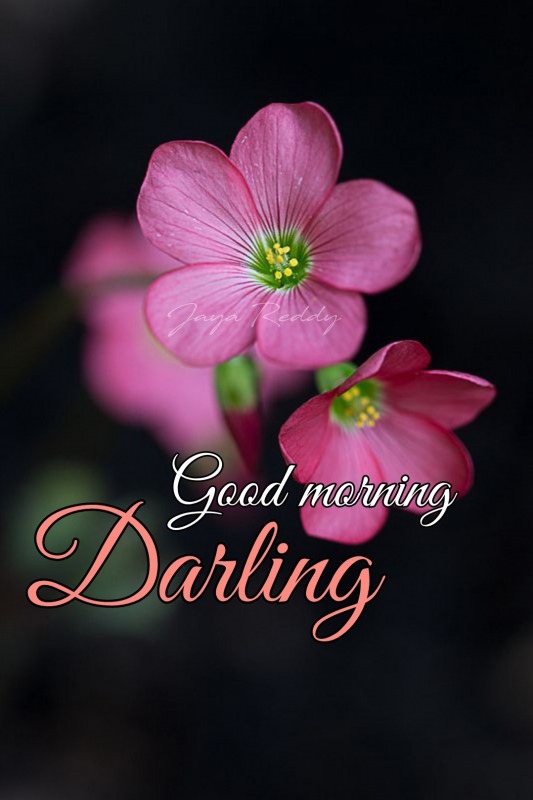 Good Morning Darling