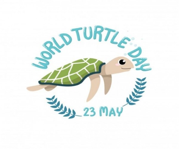 Hey It’s Turtle Day