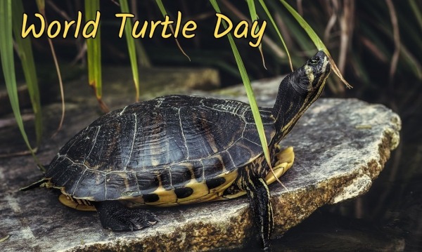 World Turtle Day Wish