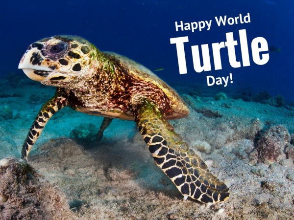 Turtle Day Wish
