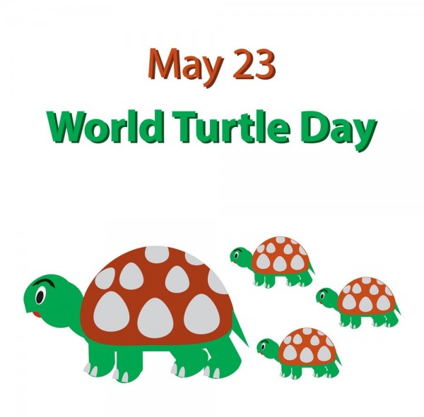 Turtle Day Image