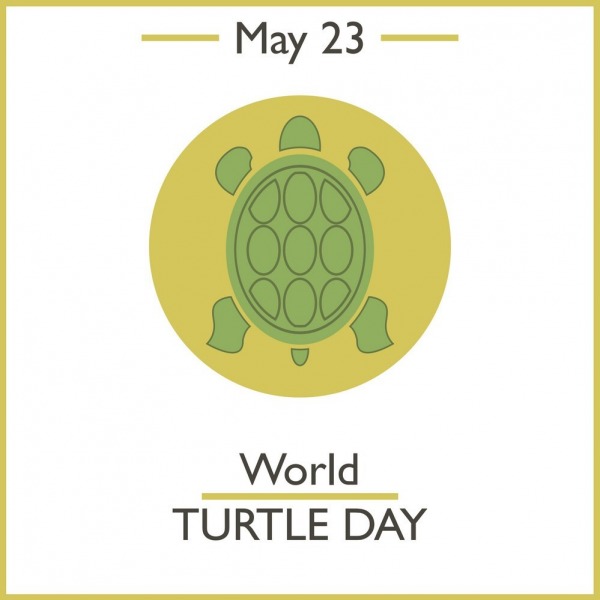 Best Pic For World Turtle Day