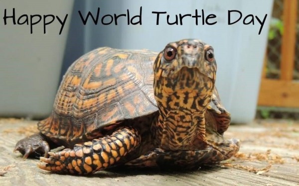 Happy Turtley World Turtle Day