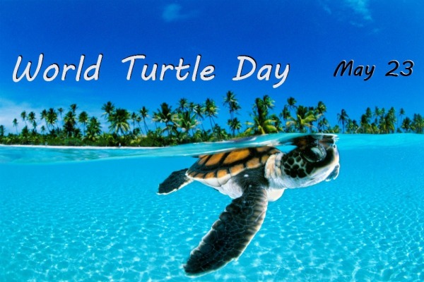 Happy World Turtle Day To You