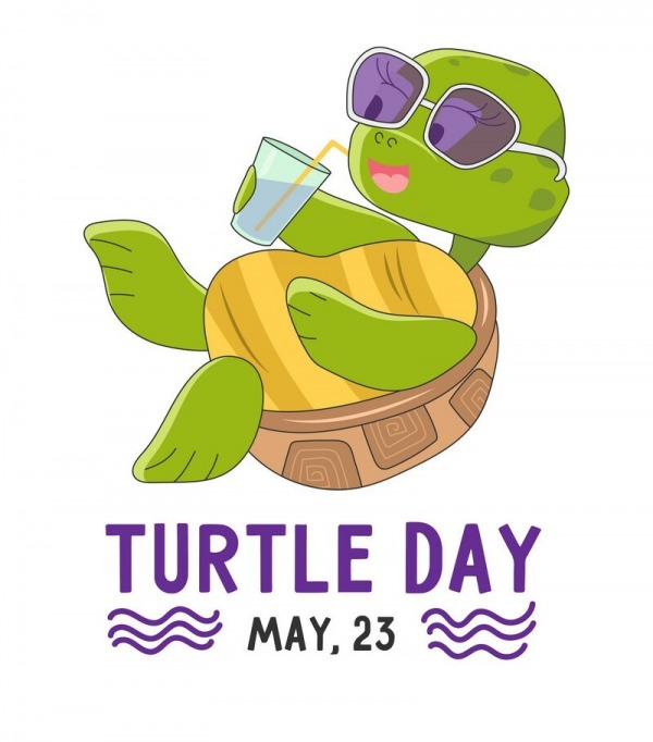 Cool Picture For Turtle Day