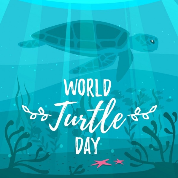 World Turtle Day Photo