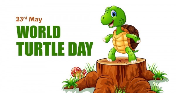 Happy Turtle Day