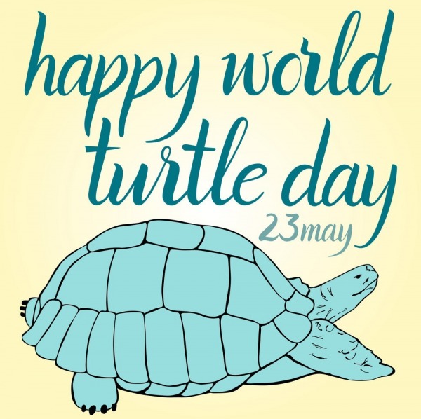Happy World Turtle Day, 23 May
