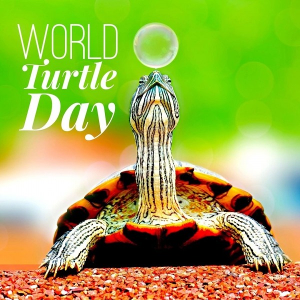 Happy World Turtle Day