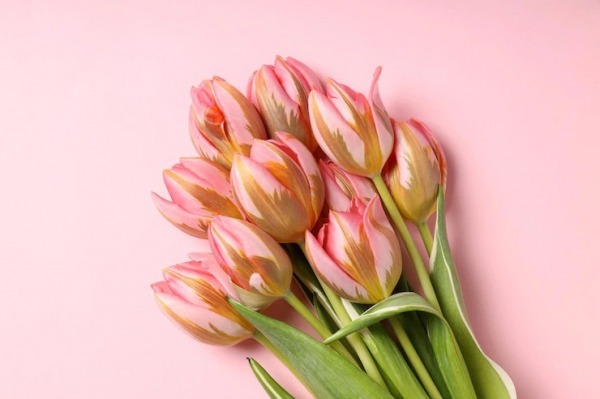 Tulip Flowers