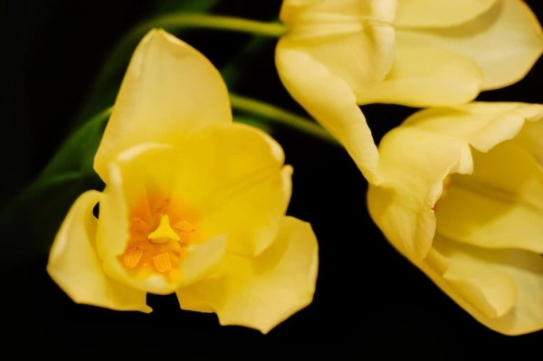 Yellow Tulip