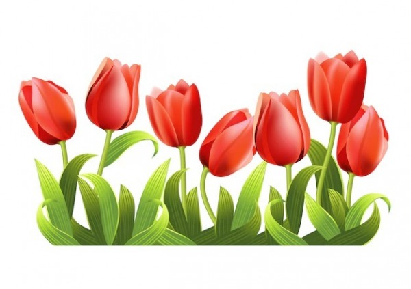 Red Tulips