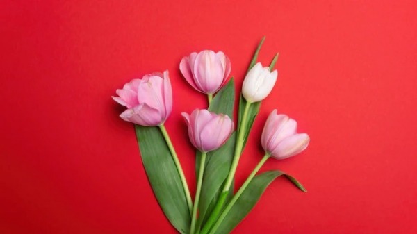 Beautiful Tulip Image