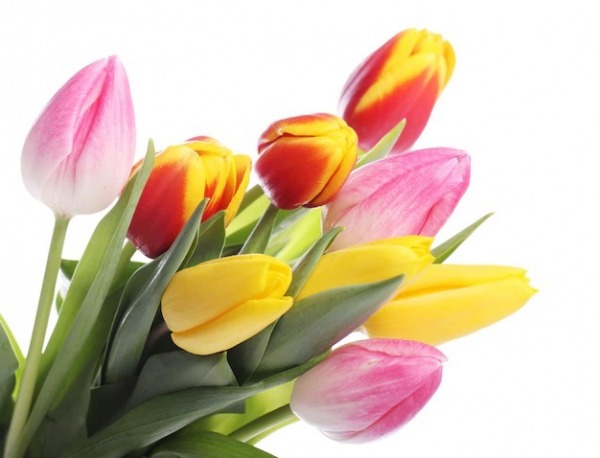 Beautiful Tulip Flowers
