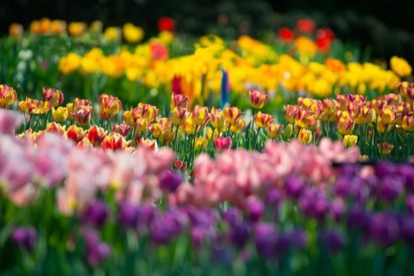 Tulip Garden