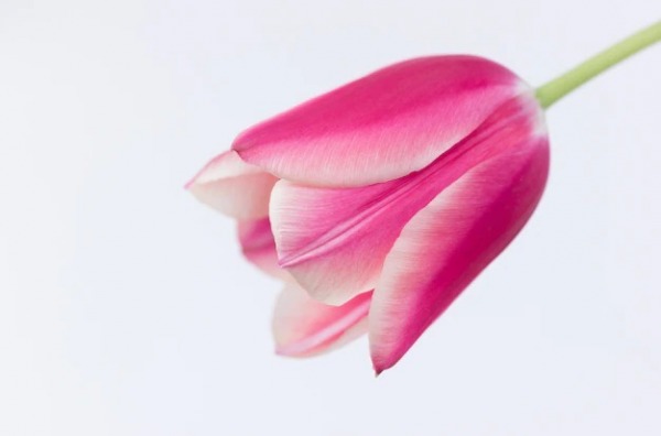 Pink Tulip